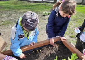 Przedszkolaki sadzą cebulę