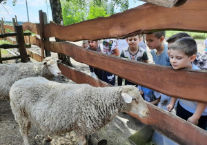 14. Przedszkolaki przy owcach